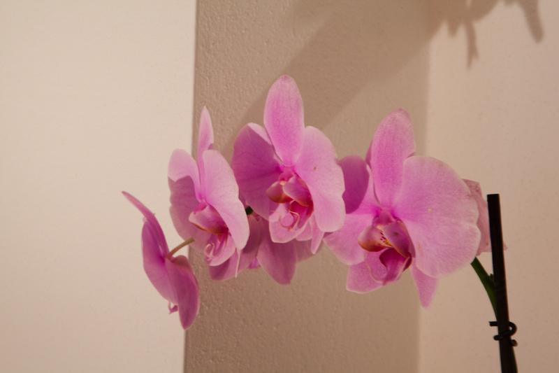 Pension Ciasa Olga ลาวิลลา ภายนอก รูปภาพ